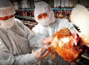 Gripe aviar afecta la producción de huevo 