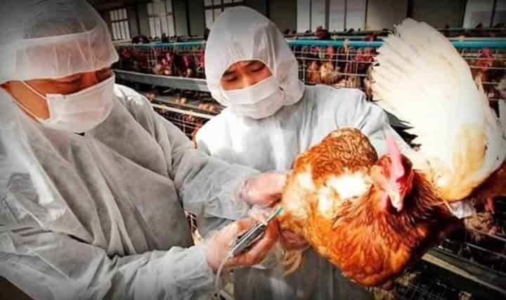 Gripe aviar afecta la producción de huevo 