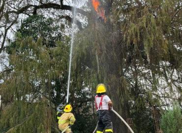 Vecinos incendiaron un árbol legendario
