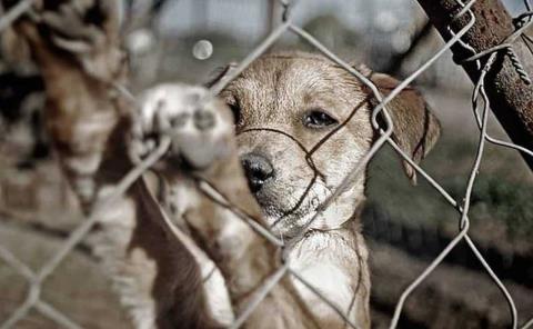 Severas sanciones a maltratadores animales
