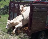 Venta ilegal de  ganado en ZM