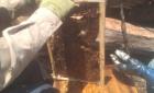 Piden no eliminar enjambres de abejas