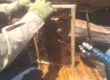 Piden no eliminar enjambres de abejas