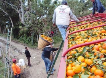 Tienen citricultores pérdidas en cultivo de la mandarina 