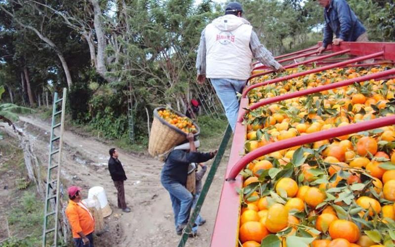 Tienen citricultores pérdidas en cultivo de la mandarina 