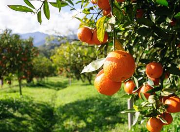 Pérdidas millonarias en la mandarina