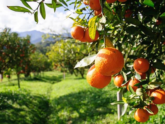 Pérdidas millonarias en la mandarina