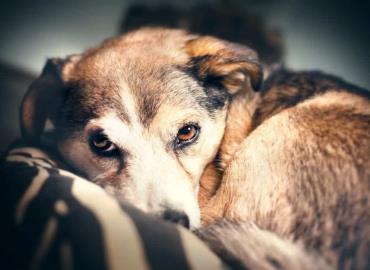 Pirotecnia causa crisis en los perros: Huellitas AC