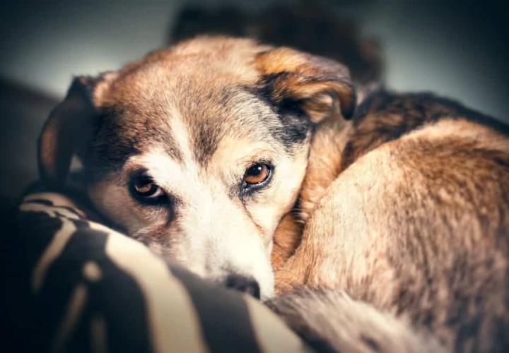 Pirotecnia causa crisis en los perros: Huellitas AC
