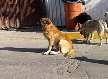 Abandonan perros en periferia de la ciudad