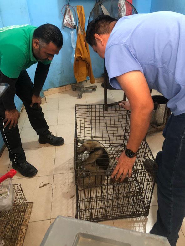 Rescataron herido a oso hormiguero en Rancho la Güera
