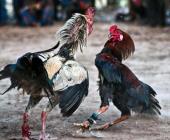 Apuestas ilegales en peleas de gallos