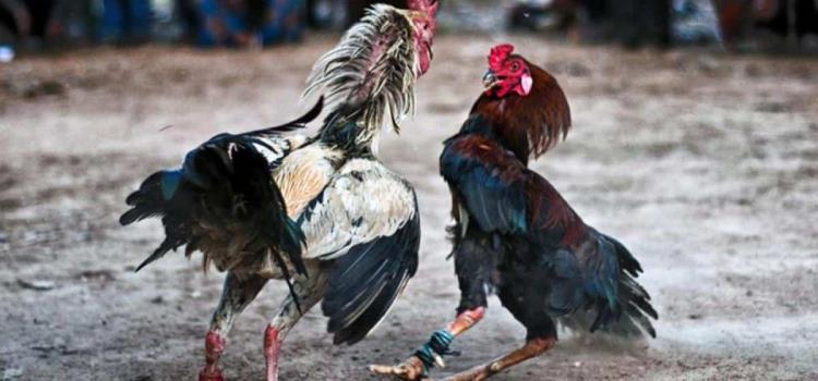 Apuestas ilegales en peleas de gallos