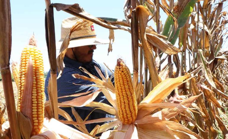 Escaseará el maíz a nivel nacional