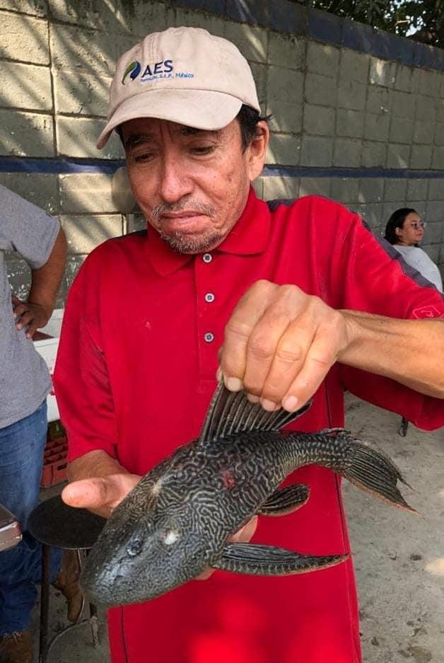 Ataca pez diablo en el río Valles