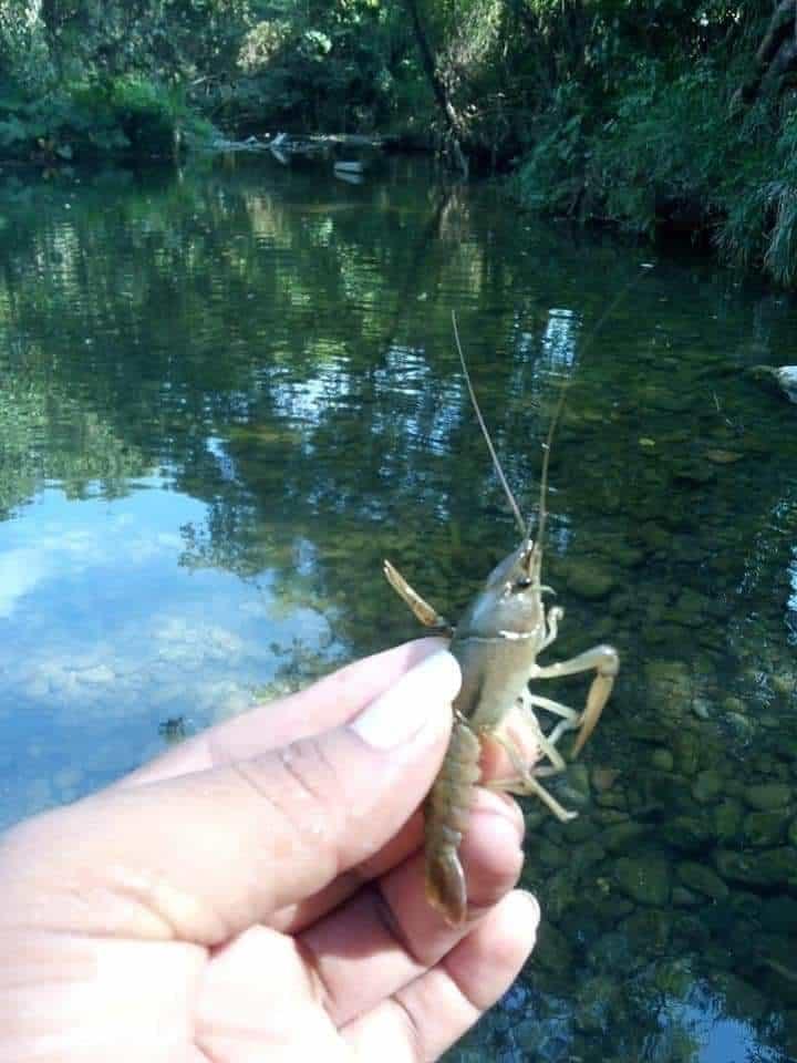 Desaparecen Acamayas Cozoles Y Langostinos 6097