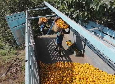 La naranja alcanza su mejor precio del año en Axtla 