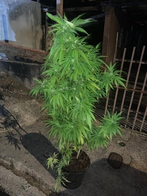 Decomisan plantío de marihuana en Huautla