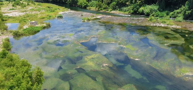 Maleza invade el río "Amajac"