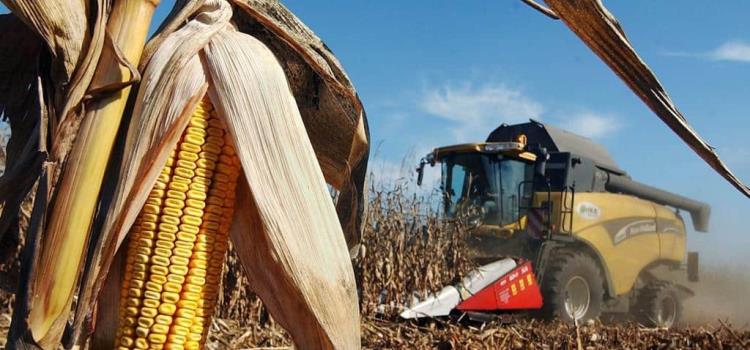 Garantizarán la venta del maíz de la región