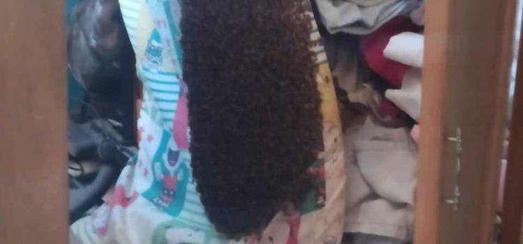 Ataque de abejas en céntrico domicilio