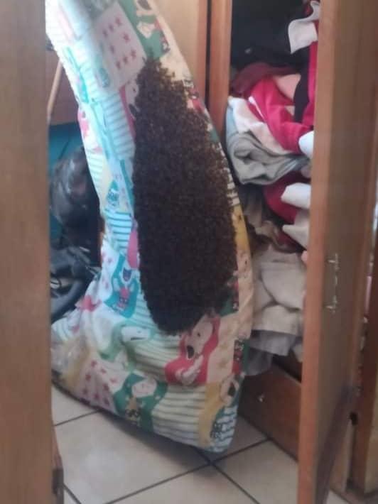 Retiraron enjambre de abejas en vivienda