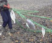 Saqueo de peces en presa Golondrinas