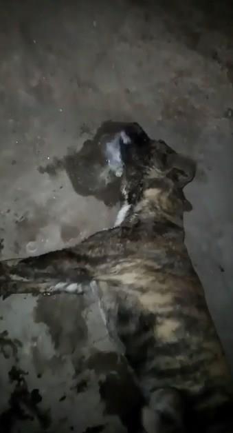 Envenenaron canes en la María Asunción