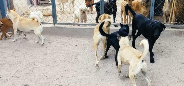 Saturado refugio de perros y gatos