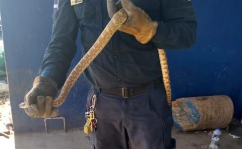 Víboras se refugian del calor en las viviendas