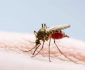 Confirman SS 80 casos de dengue