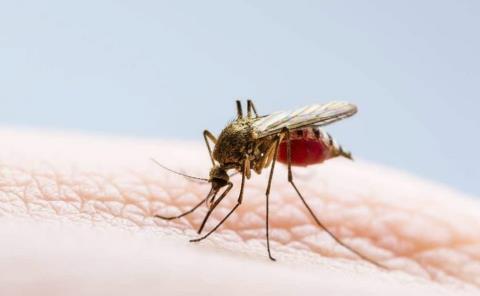 Confirman SS 80 casos de dengue