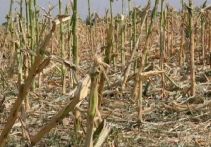 86% de municipios enfrentan sequía 