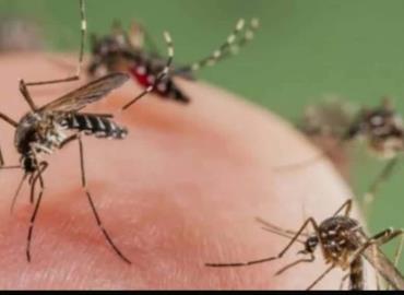 Lluvias y calor propician la reproducción del mosquito
