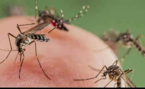 Lluvias y calor propician la reproducción del mosquito
