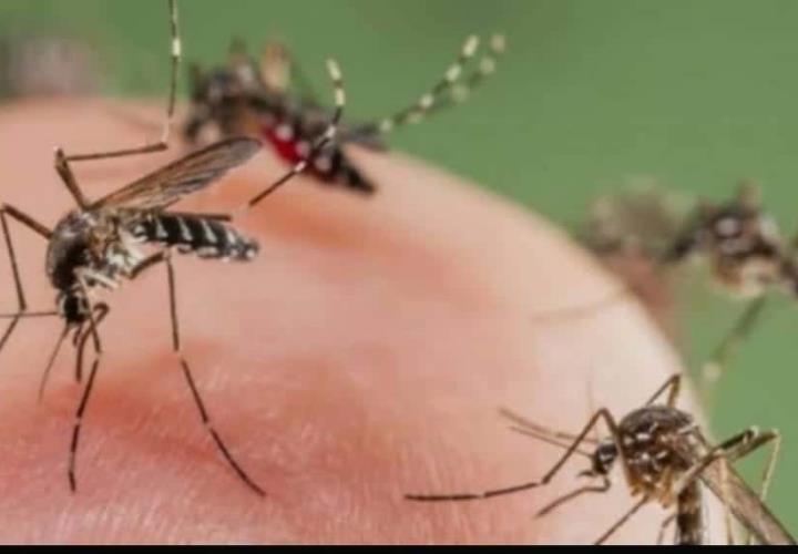 Lluvias y calor propician la reproducción del mosquito