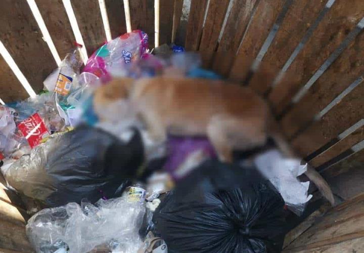 Arrojan mascotas a la basura
