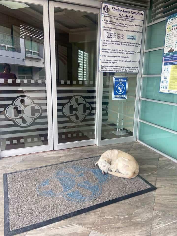 Crece abandono de las mascotas