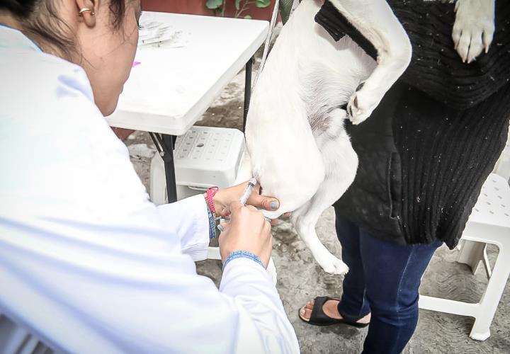 Desarrolla SSH jornada estatal de vacunación antirrábica canina y felina