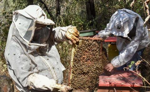 Insecticidas afecta a la apicultura 
