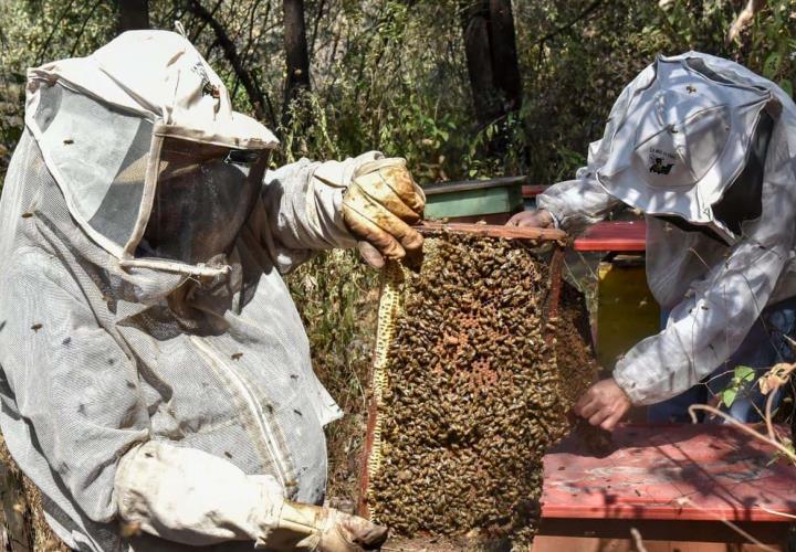 Insecticidas afecta a la apicultura 