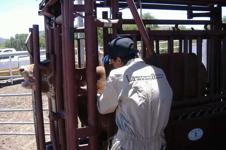 Hallan animales con tuberculosis bovina