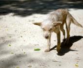 Piden colocar agua  para perros callejeros