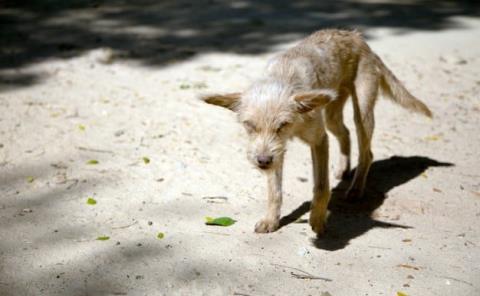 Piden colocar agua  para perros callejeros