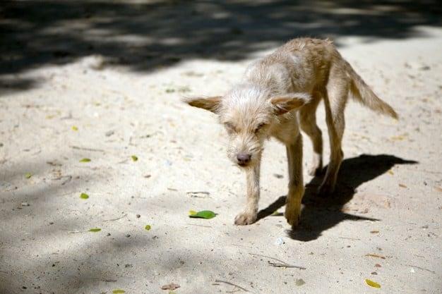 Piden colocar agua  para perros callejeros