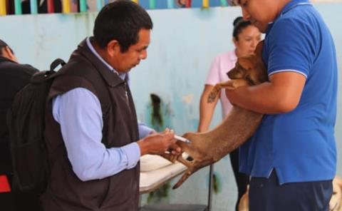 Realizaron campaña de esterilización canina en Xochiatipan