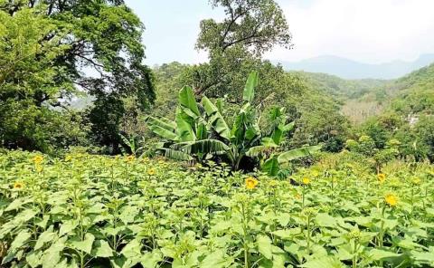 Proyecto "girasoles" avanza con éxito
