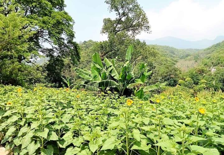 Proyecto "girasoles" avanza con éxito