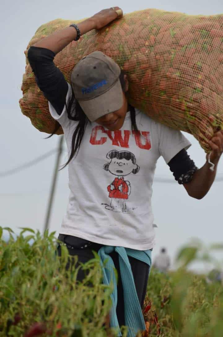 Falta inspección en los campos agrícolas