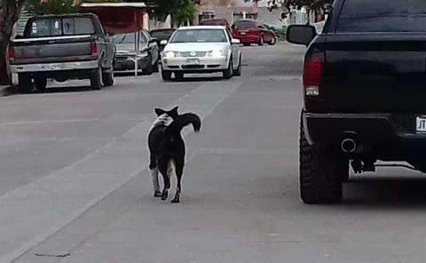 Piden erradicar  perros callejeros